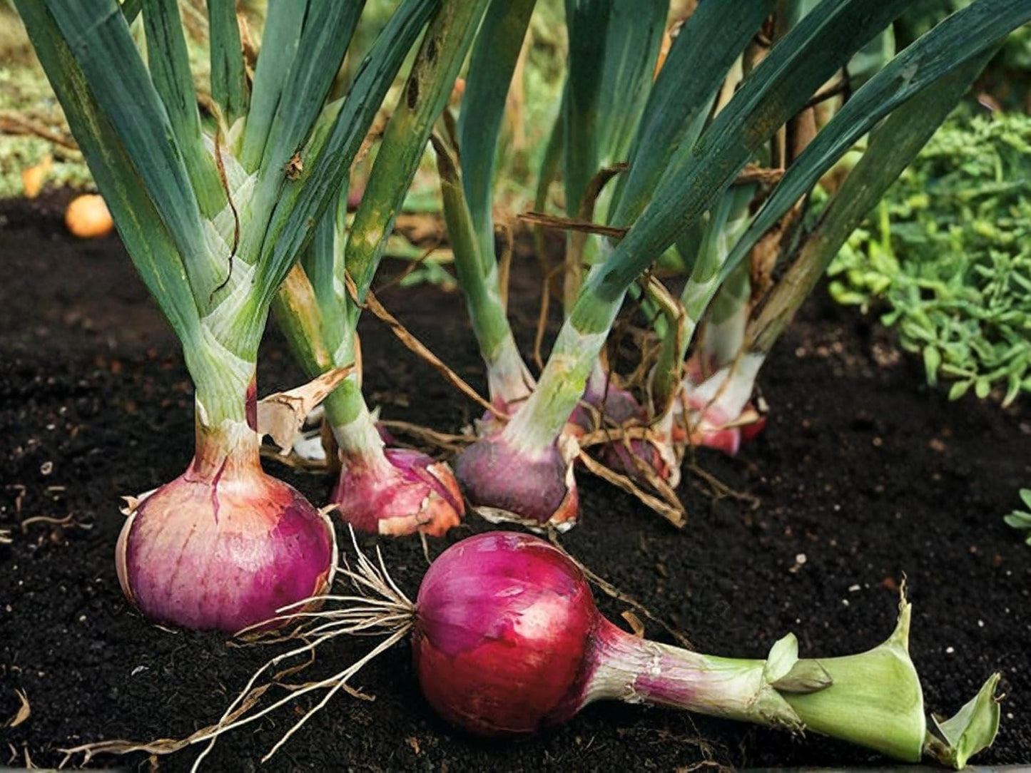 Red Grano Onion Seeds – Short-Day Bulb Onion, Sweet Red Variety, Heirloom Vegetable Seeds, 50 Seeds