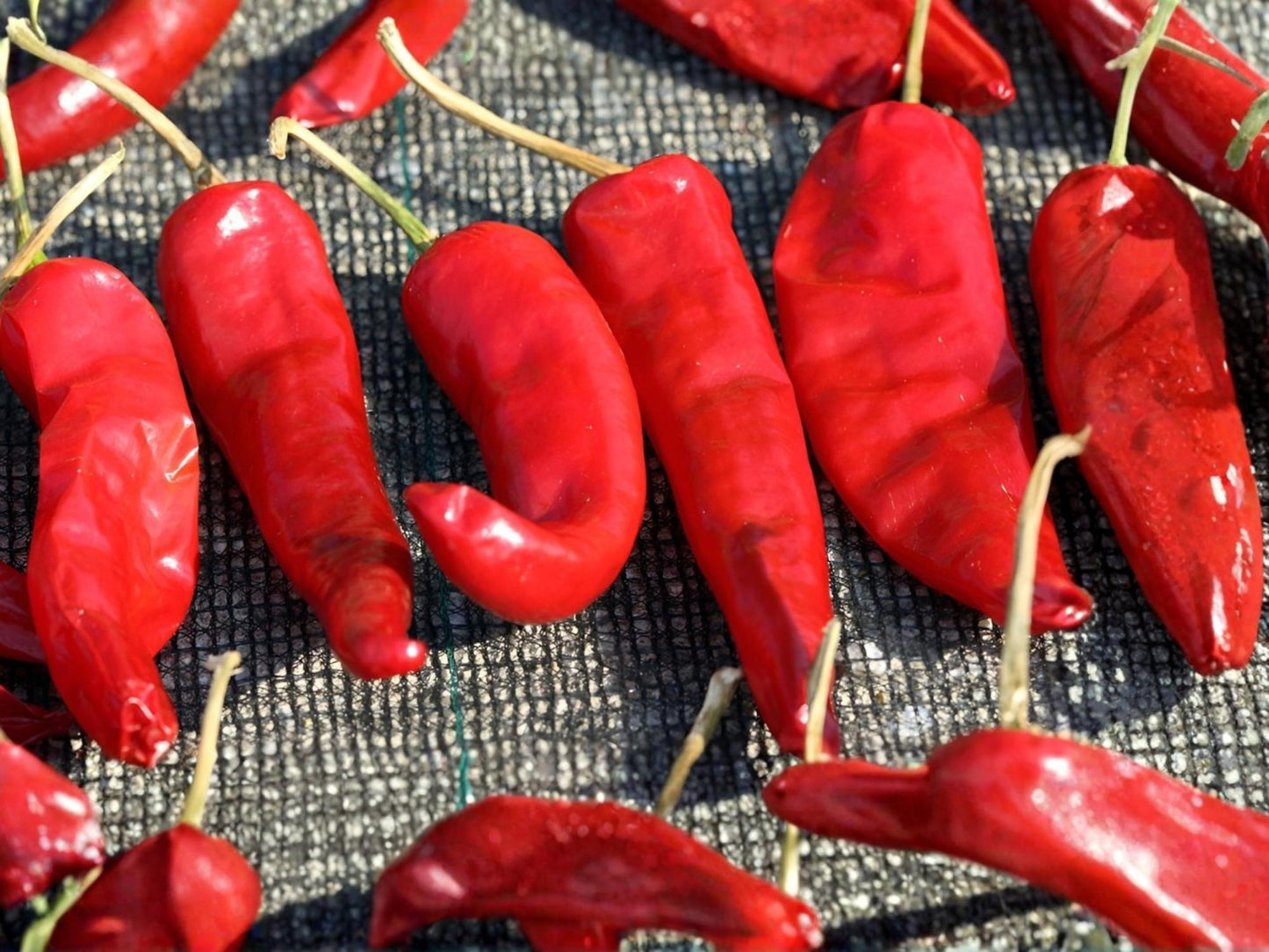 Hatch Rattlesnake Pepper Seeds – New Mexico Chili Hot Green Heirloom Vegetable – 25 Seeds for Roasting, Grilling & Sauces