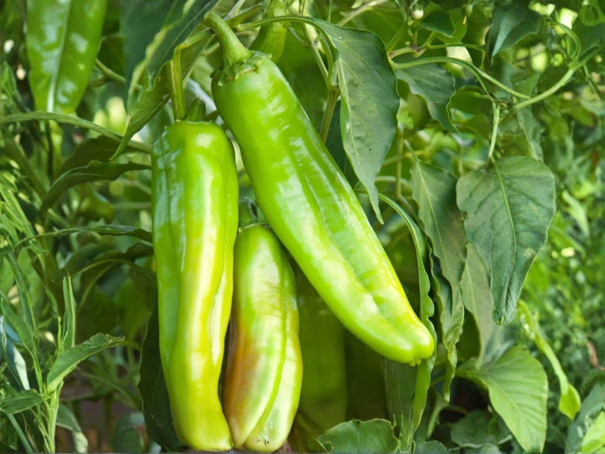 Lumbre Hot Pepper Seeds – Spicy Mexican Heirloom Chili – 25 Seeds for Salsas, Sauces & Drying