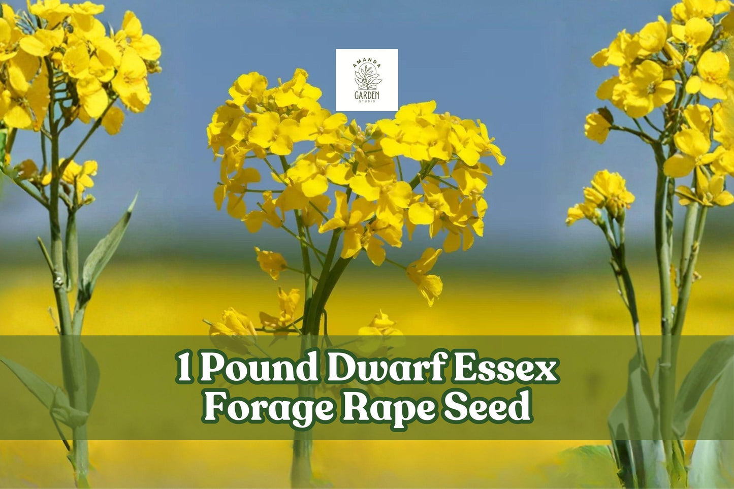 Dwarf Essex Forage Rape Seeds – Brassica napus Cover Crop for Food Plots, Soil Improvement, Wildlife Planting