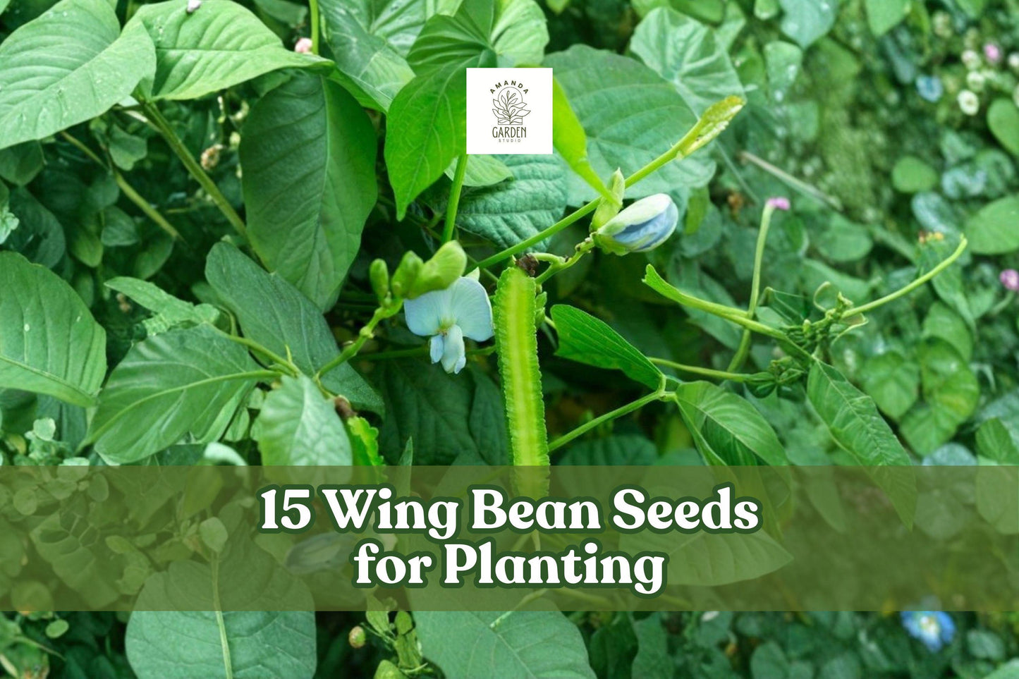 15 Wing Bean Seeds – Psophocarpus tetragonolobus Exotic Asian Climbing Vegetable Seeds for Garden Planting