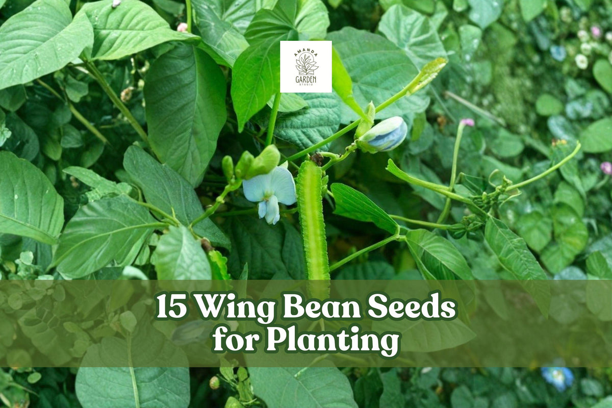 15 Wing Bean Seeds – Psophocarpus tetragonolobus Climbing Vegetable for Home Gardens and Trellises