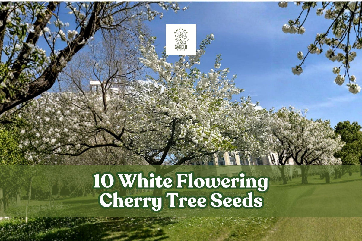 White Flowering Cherry Tree Seeds – Prunus serrulata – Ornamental Spring Blossom Seeds for Garden Landscaping