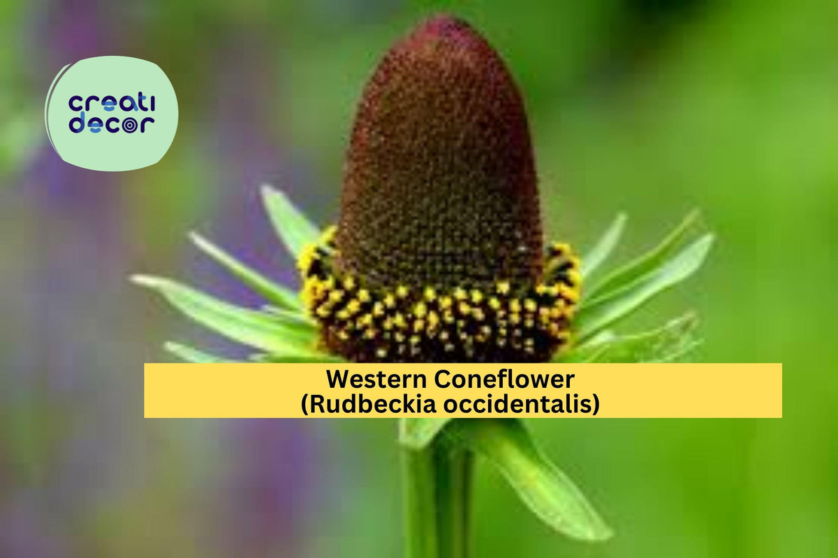 Western Coneflower Seeds – Rudbeckia occidentalis – 75 Non-GMO Native Perennial Seeds for Wildflower Gardens, Pollinator Support, Moist Soil