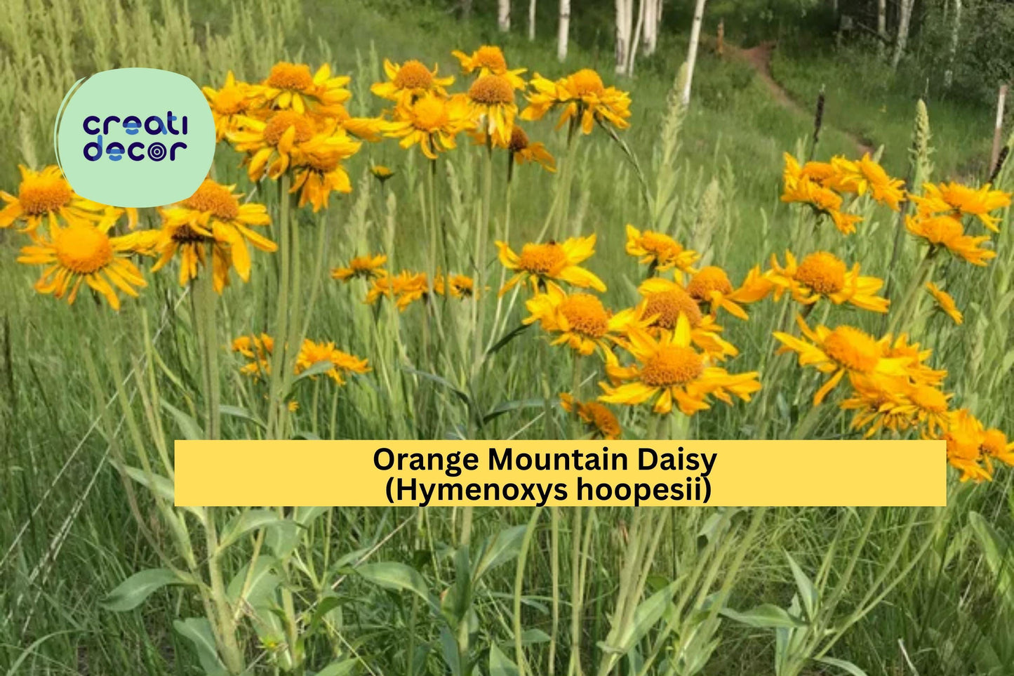 Orange Mountain Daisy Seeds – 40 Non-GMO Hymenoxys hoopesii Wildflower Seeds for Native Gardens & Pollinator Gardens