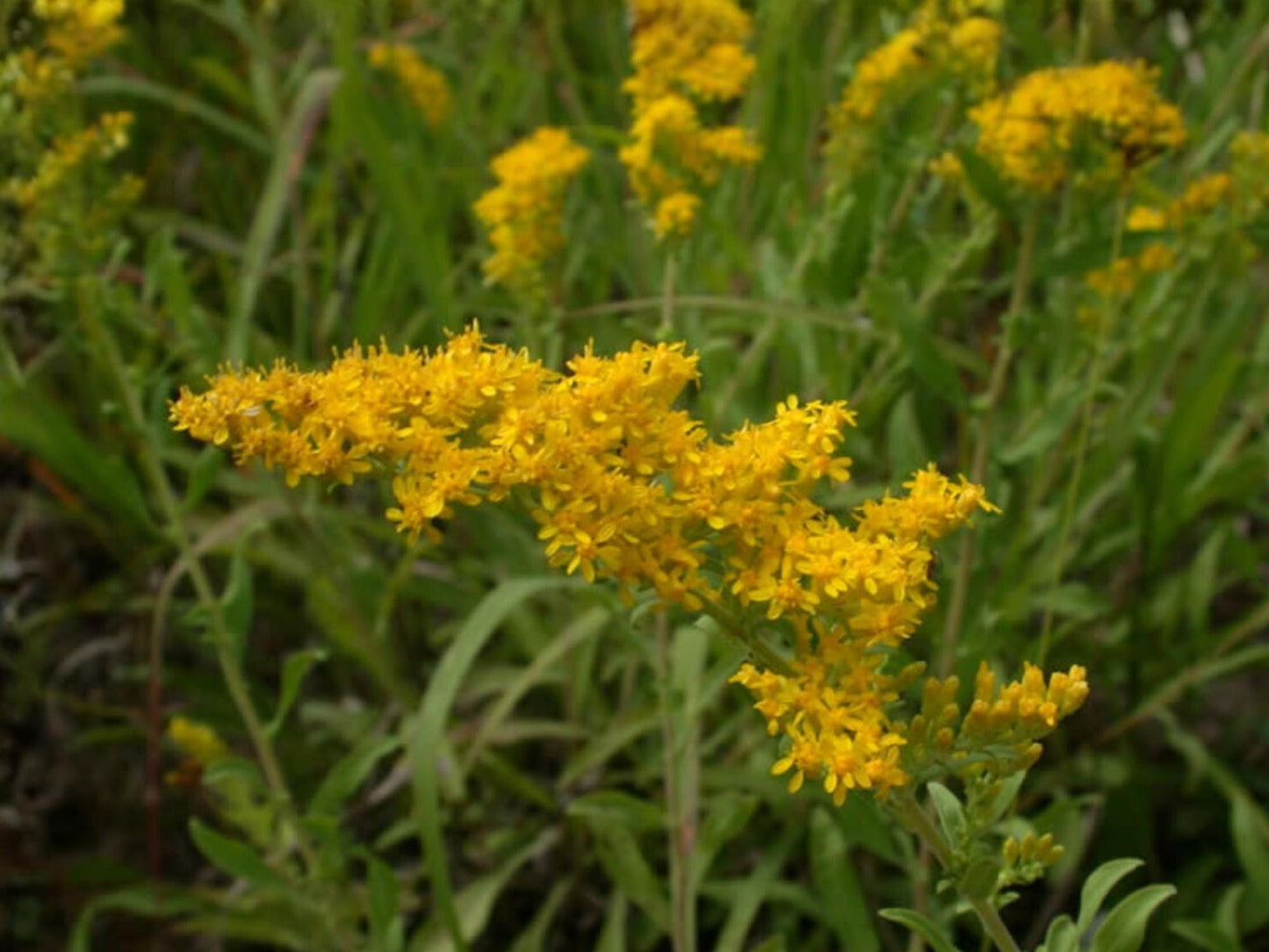 Old Field Goldenrod Seeds - Native Perennial Wildflower, Pollinator Plant, Bright Yellow Flowers, Supports Bees & Butterflies, 100 Seeds