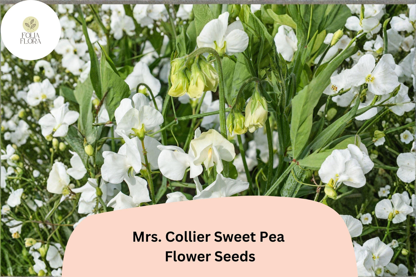 Mrs. Collier Sweet Pea Seeds | Climbing Vine with Cream Blooms | Lathyrus odoratus | 50+ Seeds for Garden Planting