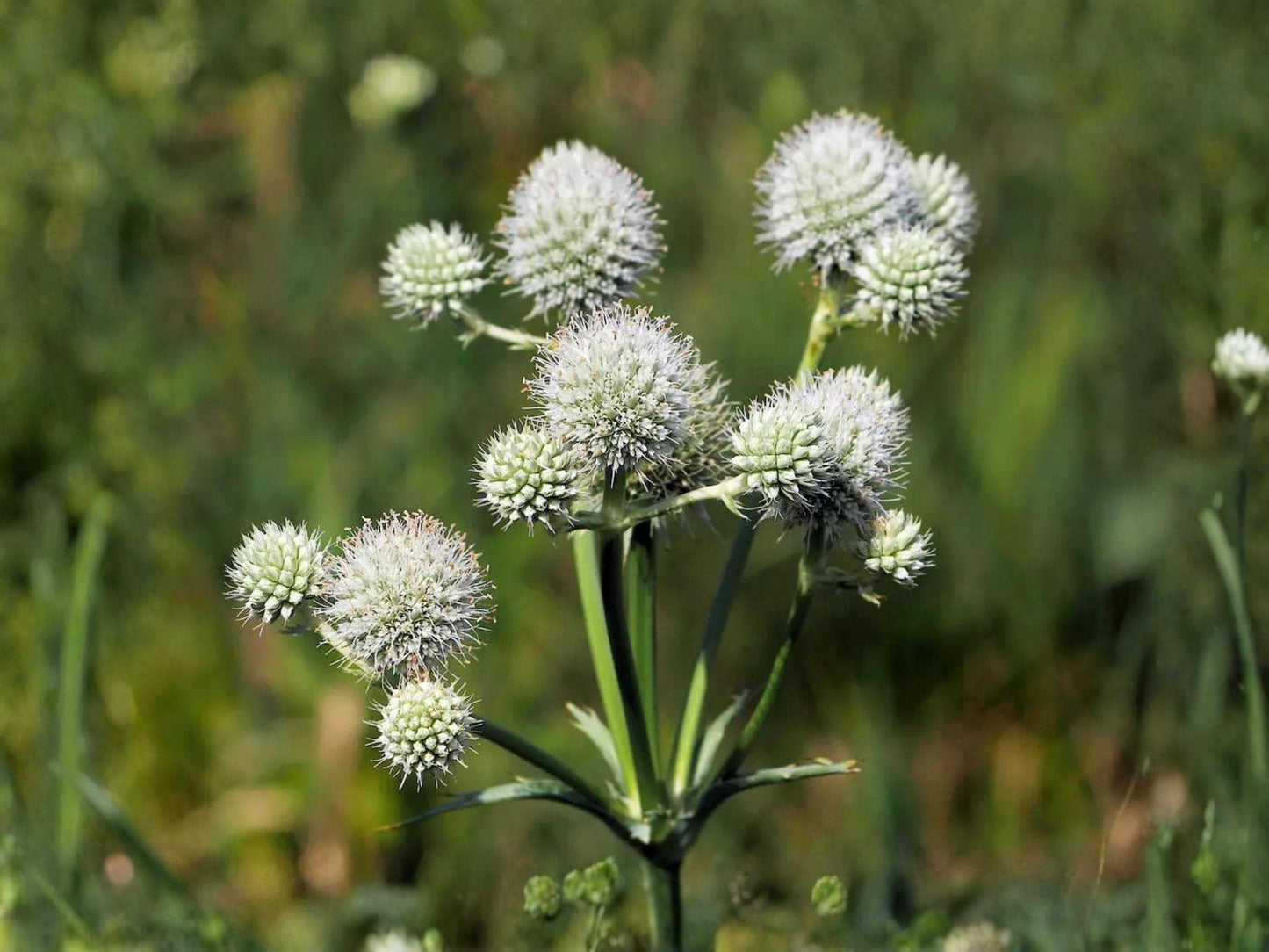 Rattlesnake Master Seeds | Eryngium yuccifolium | Native Prairie Wildflower | Pollinator & Beneficial Insect Plant | 100 Seeds