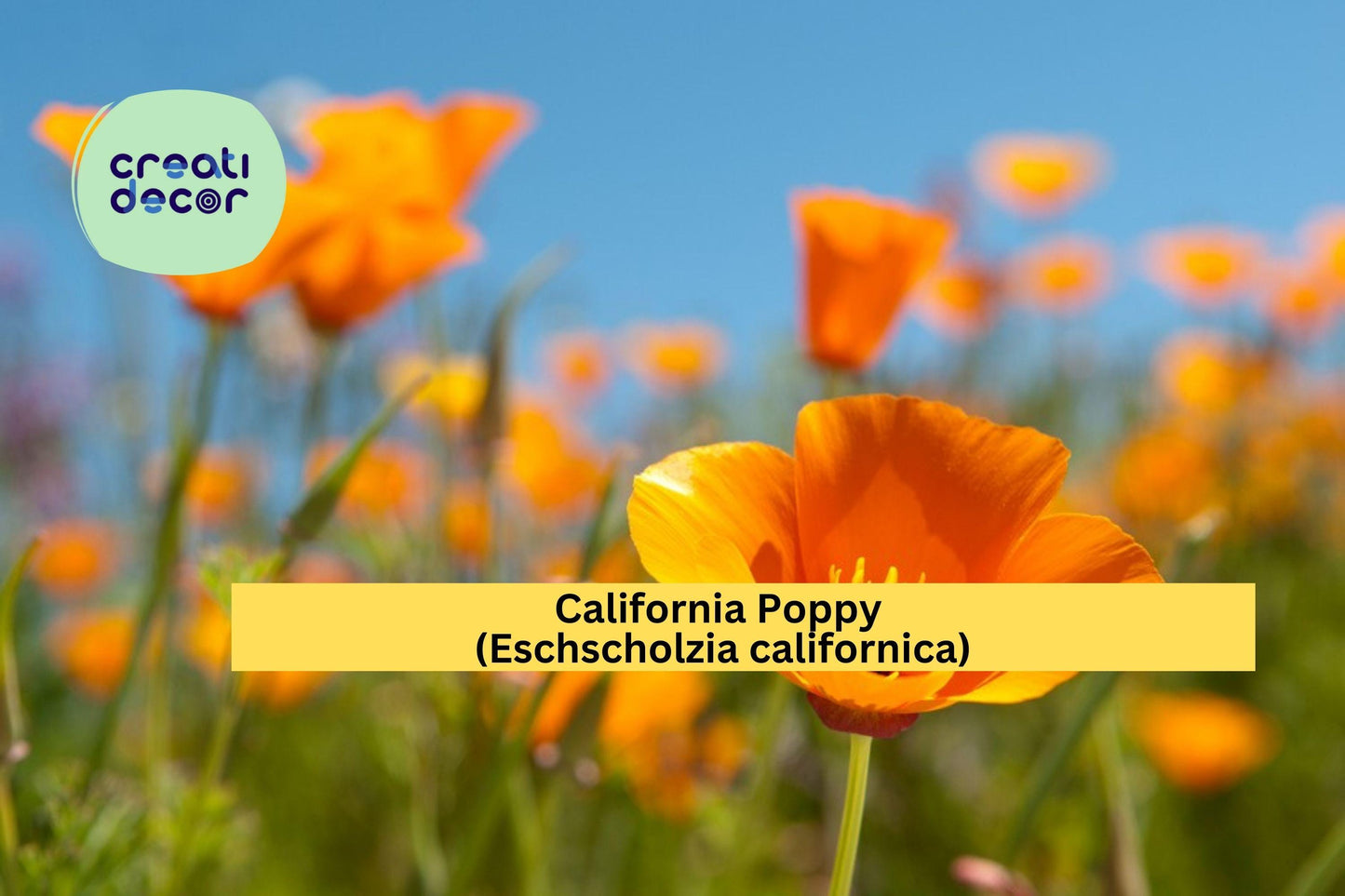 California Poppy Seeds – 50 Non-GMO Wildflower Seeds for Native Gardens, Drought-Tolerant, Pollinator Friendly, Bright Orange Blooms