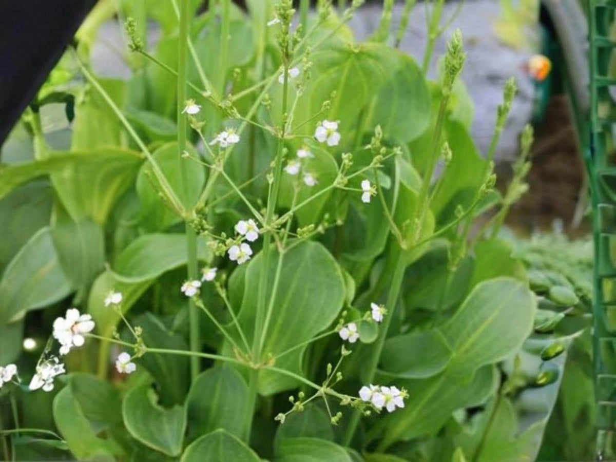 Mud Plantain Seeds - Native Aquatic Wildflower for Wetlands, Pond Edges & Rain Gardens, Alisma subcordatum, 500 Seeds