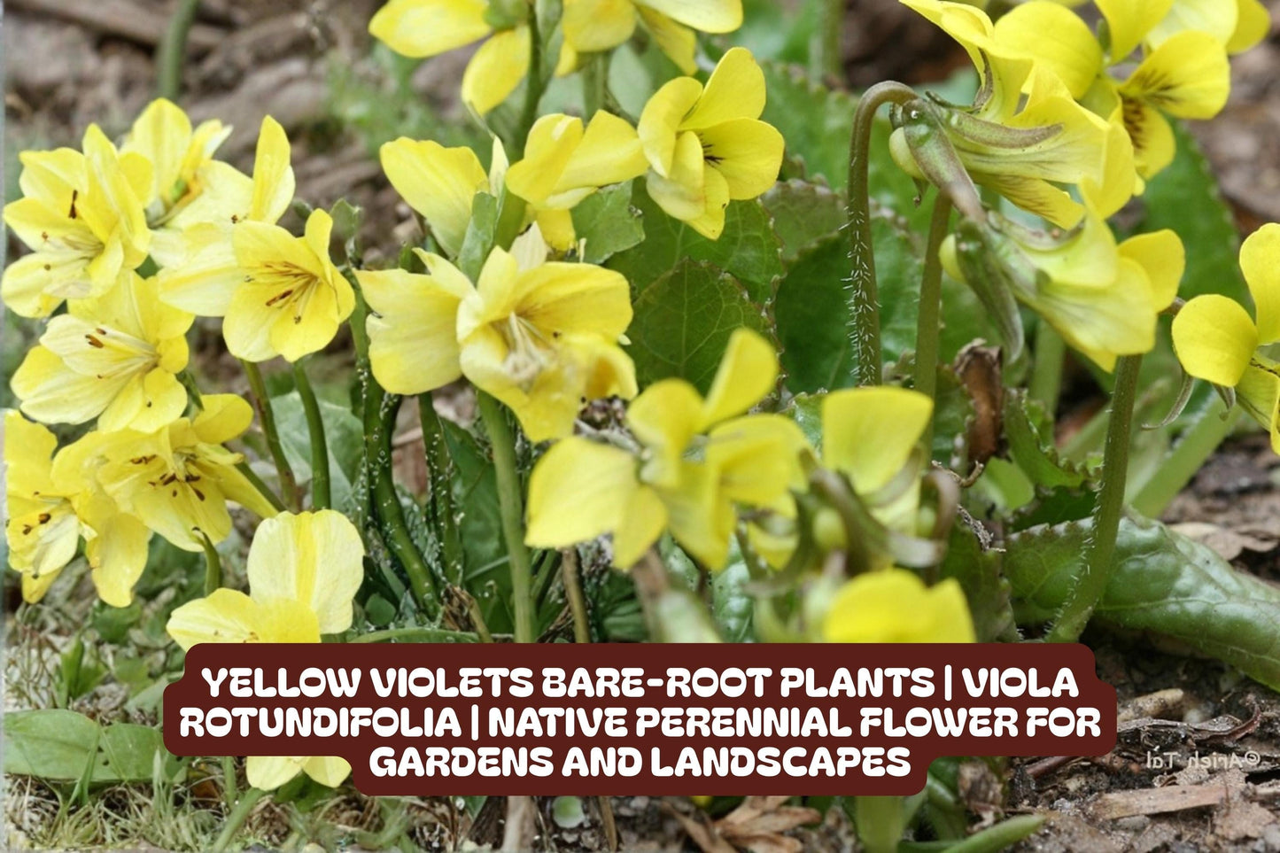 Yellow Violet Bare-Root Plants Viola Rotundifolia Native Perennial Flower for Gardens and Landscapes
