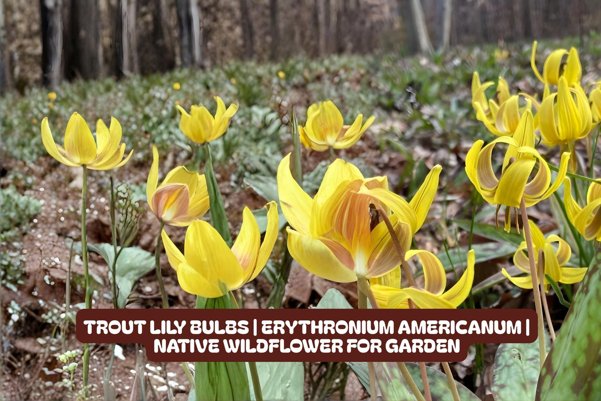 Trout Lily Bulbs | Erythronium Americanum | Native Wildflower for Shade Gardens