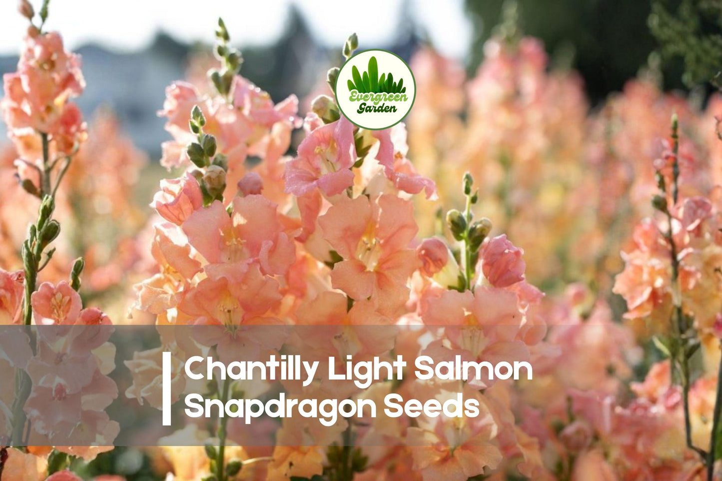Snapdragon Seeds 1000+ Chantilly Light Salmon Antirrhinum majus for Borders, Cut Flowers & Cottage Gardens