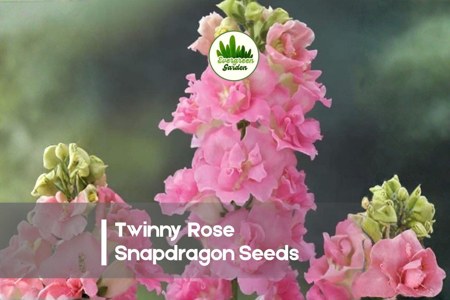 Twinny Rose Snapdragon Seeds, Double Rose-Pink Blooms, Compact Annual Antirrhinum majus for Borders & Containers