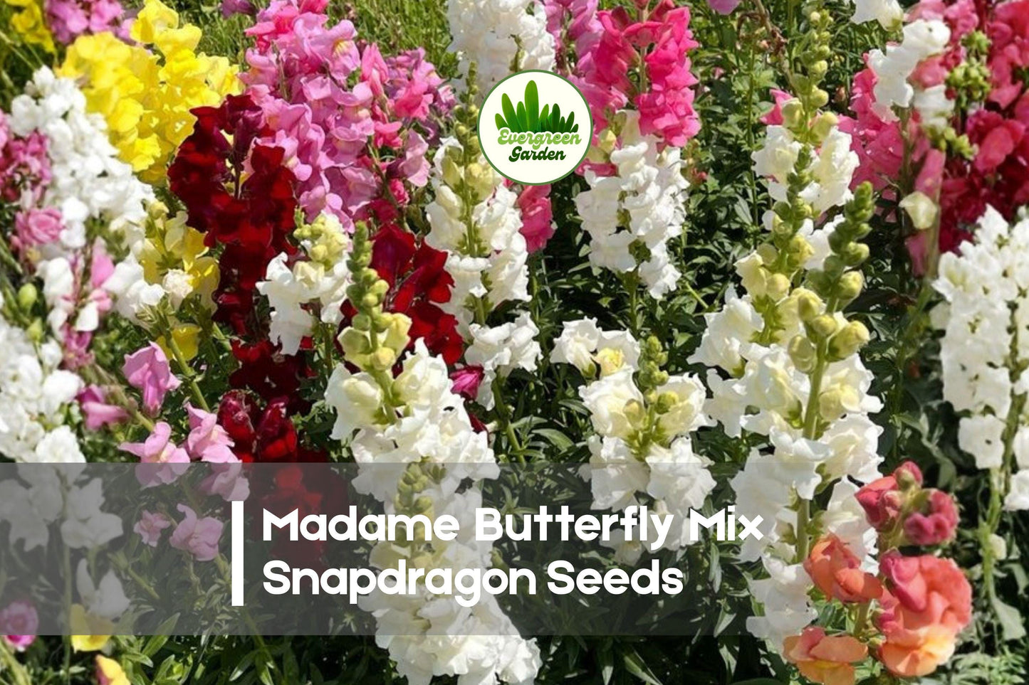 Madame Butterfly Mix Snapdragon Seeds | Double Azalea-Style Blooms | Antirrhinum majus | Annual Flower for Borders & Cut Flowers