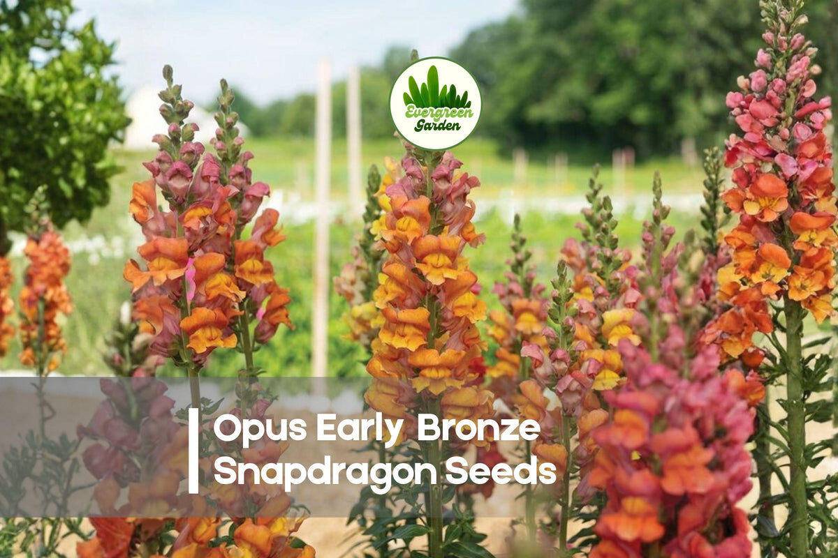 Opus Early Bronze Snapdragon Seeds - 1000+ Antirrhinum majus, Warm Bronze & Apricot Flowering Annual for Borders & Cut Flowers