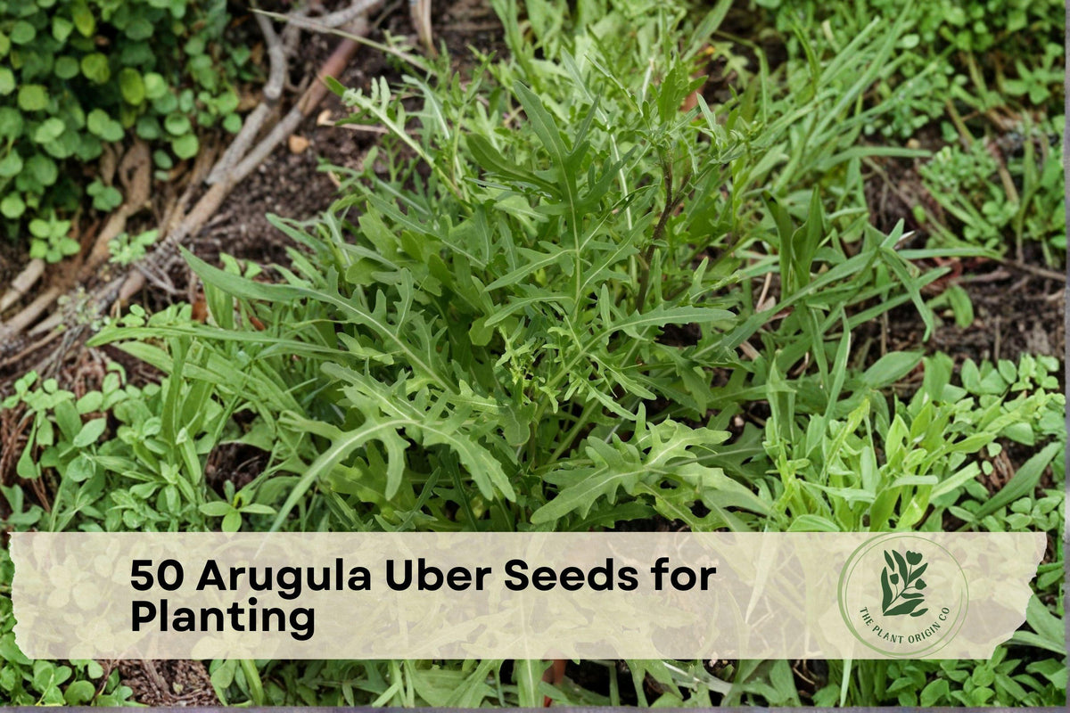 Arugula Seeds – Uber Variety, Fast-Growing Leafy Green, Eruca sativa, for Home Garden, Container, and Raised Bed Planting