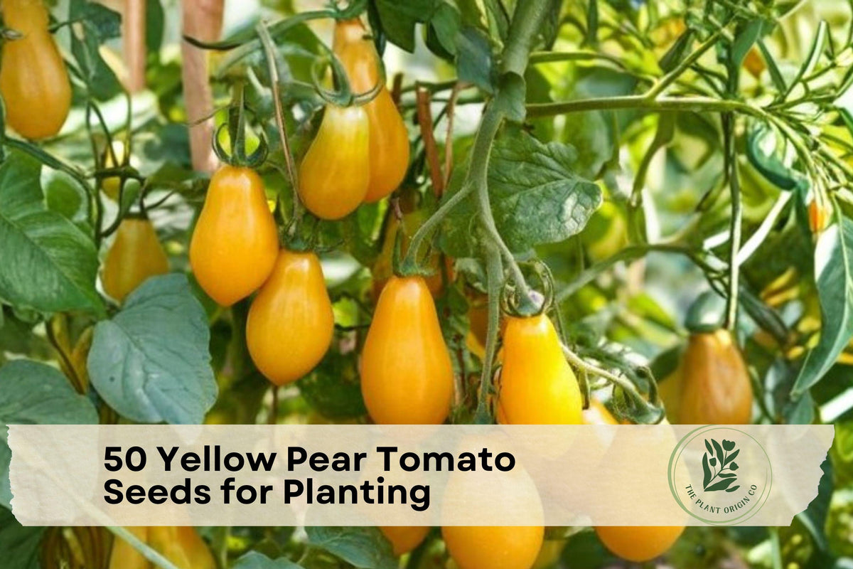 50 Yellow Pear Tomato Seeds – Heirloom Solanum lycopersicum, Pear-Shaped, Yellow Fruit, Indeterminate, for Garden Beds & Containers