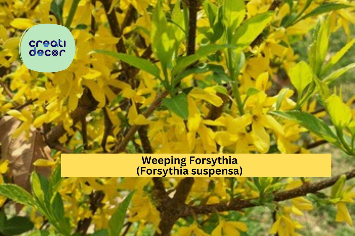 Weeping Forsythia Seeds, Forsythia suspensa, Golden-Bell Shrub Seeds, Early Spring Blooms, Ornamental Hardy Shrub, Non-GMO, Flowering Deciduous Plant