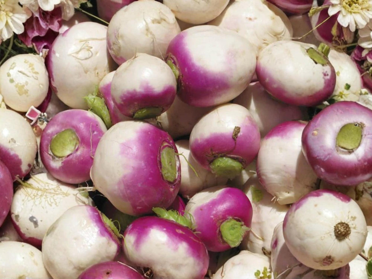 Purple Top White Globe Turnip Seeds – Heirloom Root & Greens Vegetable, 500 Seeds for Garden, Cool-Season, Edible Roots & Greens