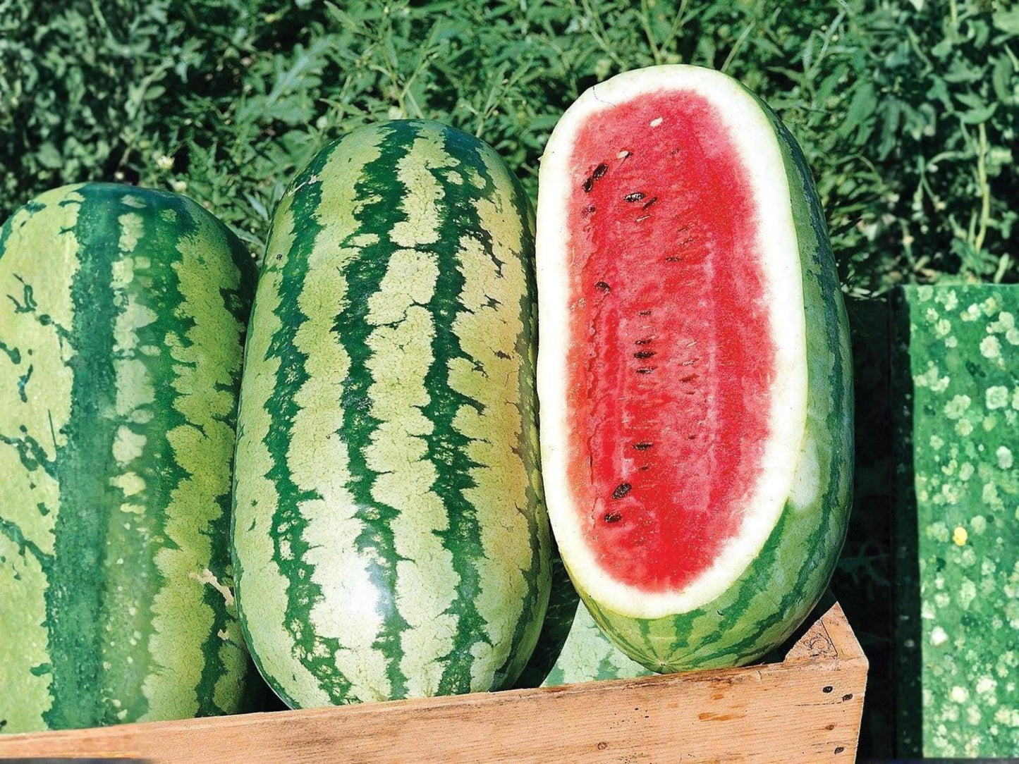 Jubilee Watermelon Seeds – Large Elongated Heirloom Melon – Sweet Red Flesh – Garden Vegetable Seed Pack of 10