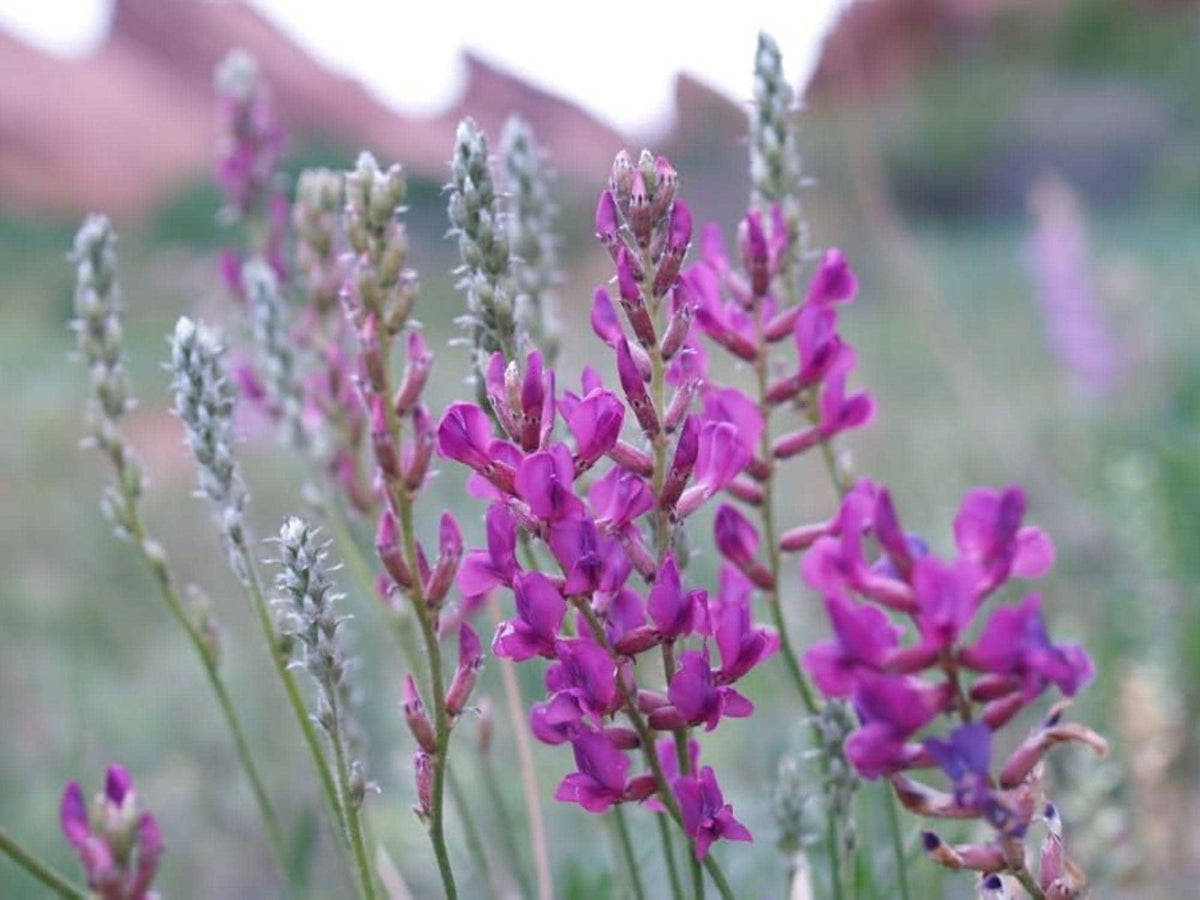 Showy Locoweed Seeds – Oxytropis lambertii – Native Prairie Wildflower for Drought Tolerance & Restoration