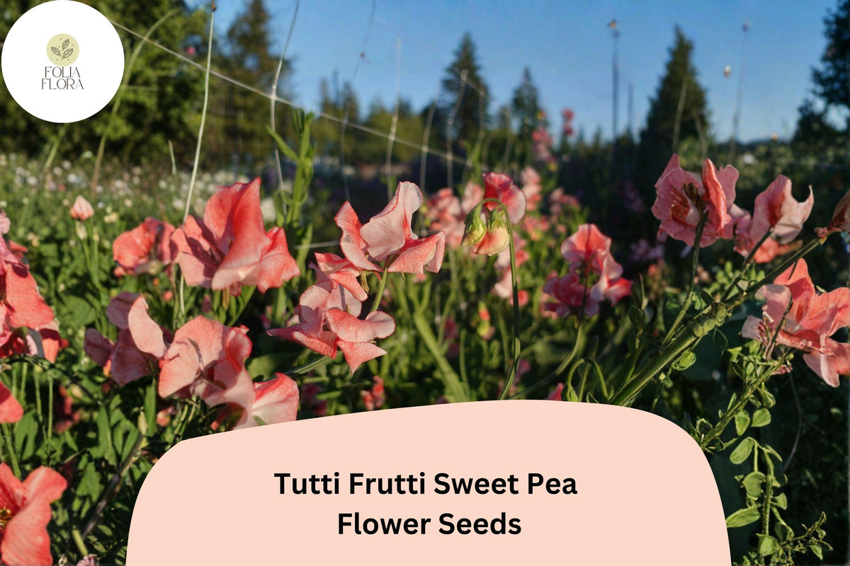 Tutti Frutti Sweet Pea Seeds | Mixed Color Climbing Vine | Lathyrus odoratus Garden Flower Seeds (50+ Seeds)