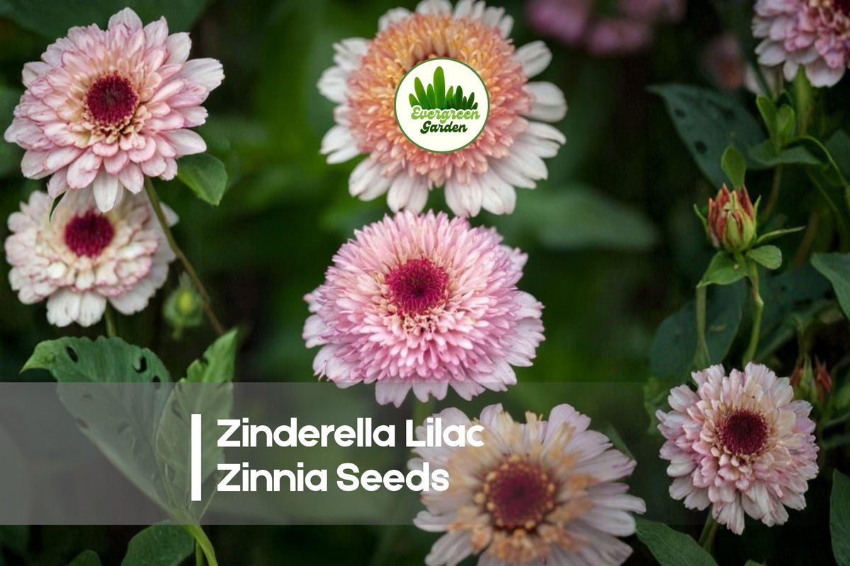 Zinnia Seeds 100+ Zinderella Lilac Scabiosa-Style Blooms, Purple, Annual, Full Sun, Butterfly-Friendly