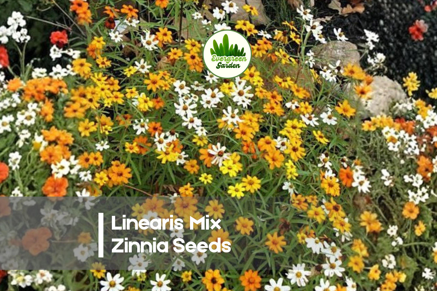 100+ Linearis Mix Zinnia Seeds, Annual Flower, Narrow Daisy Petals, Bright Orange Yellow White, Pollinator-Friendly, Full Sun