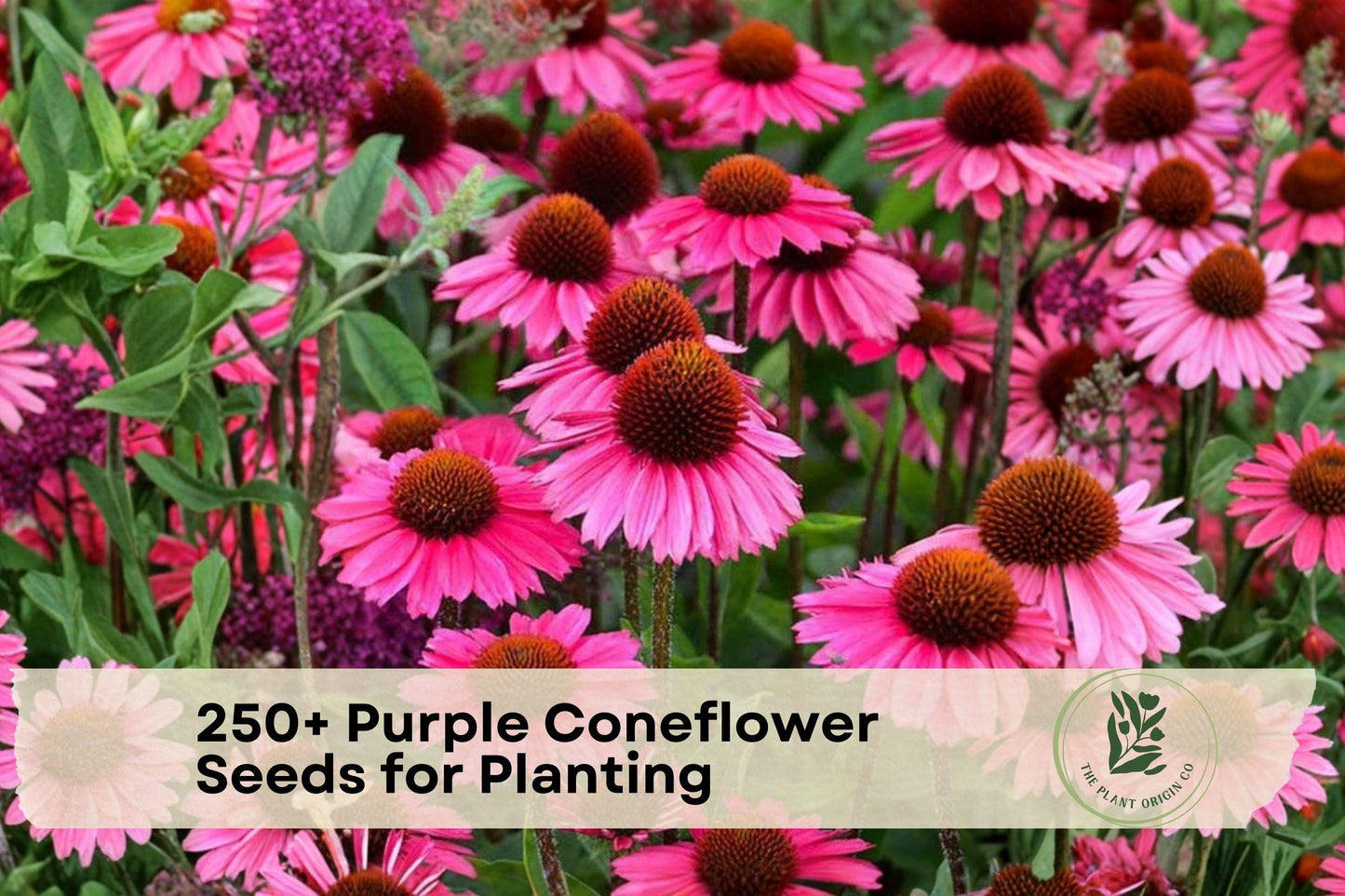 Purple Coneflower Seeds – Echinacea purpurea – Perennial Pollinator & Butterfly Flower Seeds for Garden, Borders, and Wildflower Planting