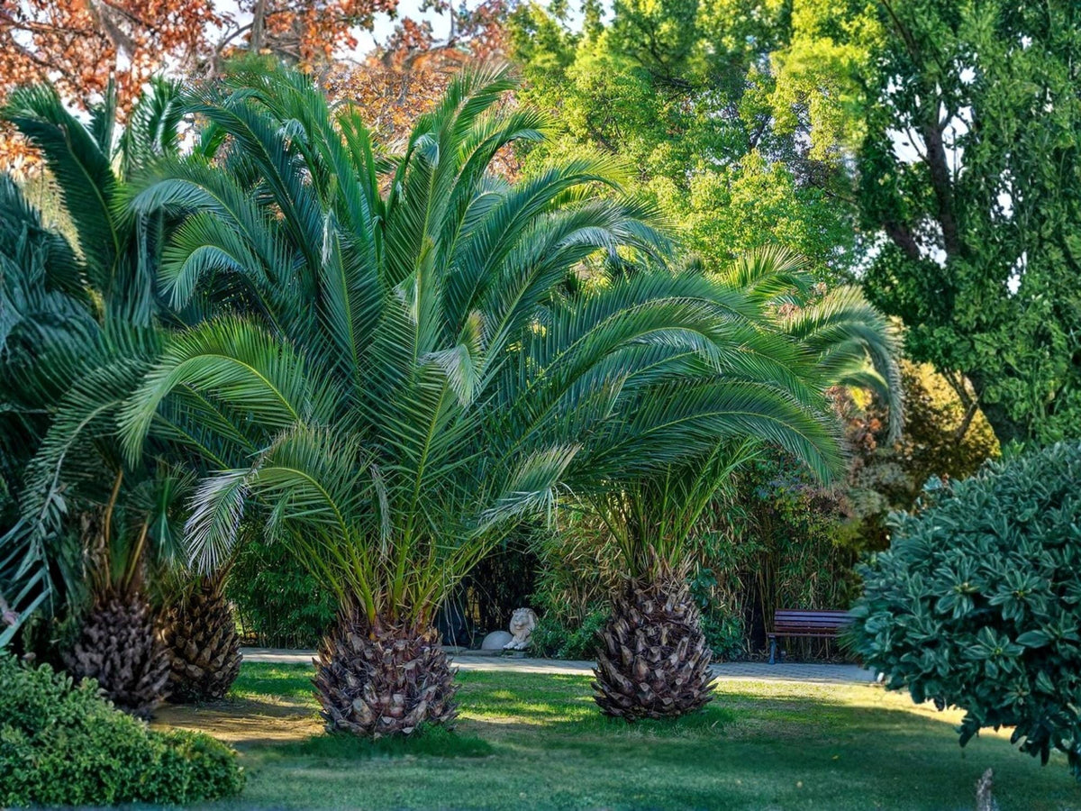 Canary Island Date Palm Seeds | Phoenix canariensis | Ornamental Tropical Palm Tree for Landscaping & Gardens