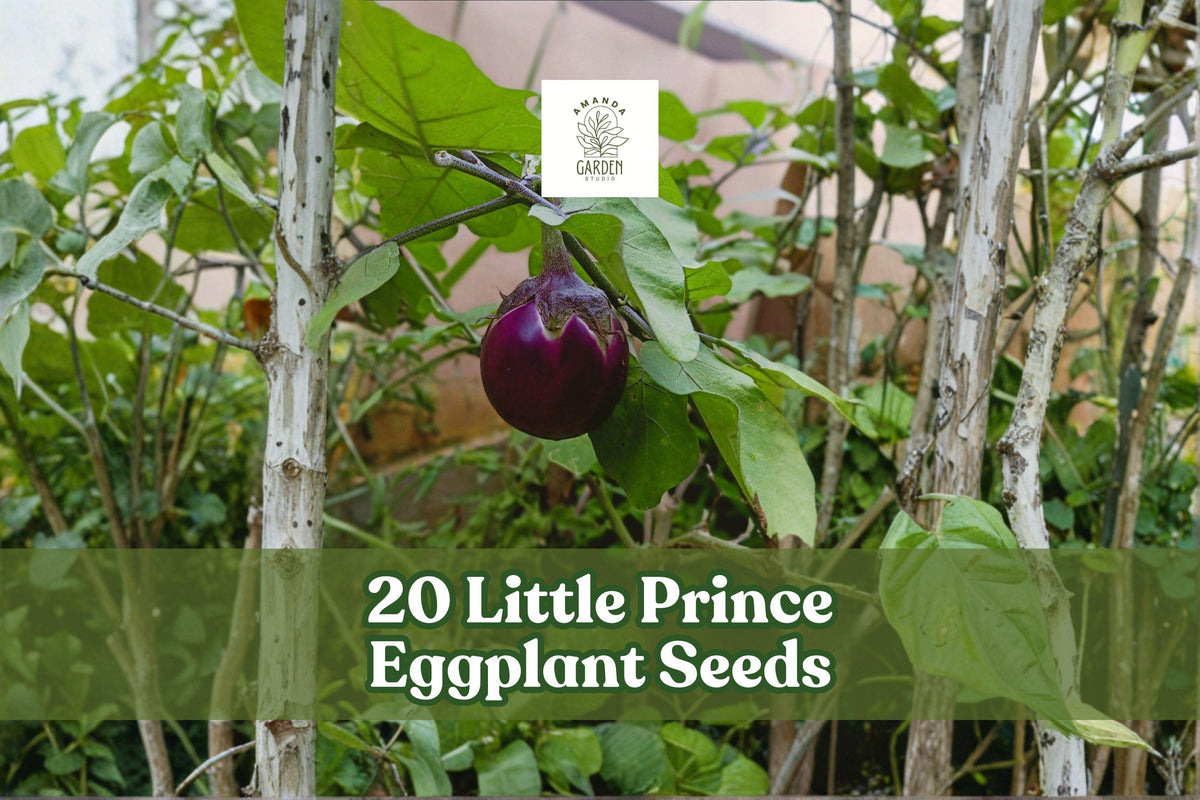 Little Prince Eggplant Seeds – Heirloom Solanum melongena, Compact Vegetable Plant with Small Oval Deep Purple Fruits