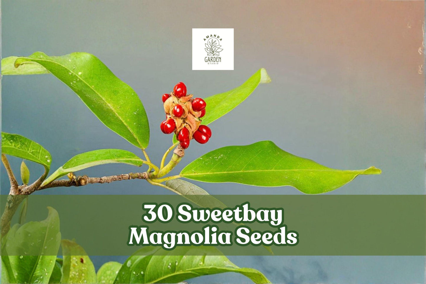 30 Sweetbay Magnolia Seeds | Magnolia virginiana Flowering Tree for Garden & Landscape