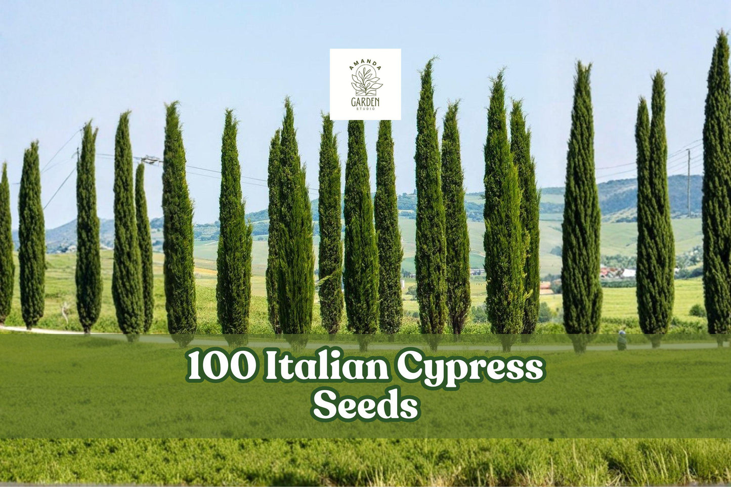 Italian Cypress Seeds – Evergreen Tree, Tall, Narrow, Cupressus sempervirens, Landscape, Garden Planting, Outdoor