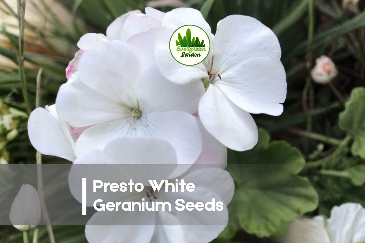 Presto White Geranium Seeds – Compact Pelargonium spp. for Pots, Borders & Containers, White Bloom, Easy to Grow, Seasonal Color