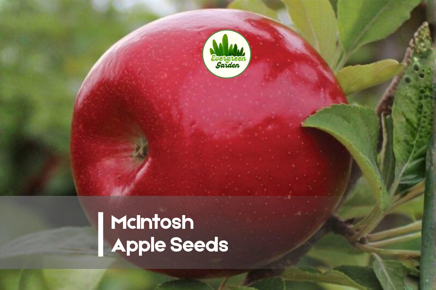 25+ McIntosh Apple Seeds - Fruit Tree, Malus domestica, Red-Green Skin, for Home Orchard & Garden Planting
