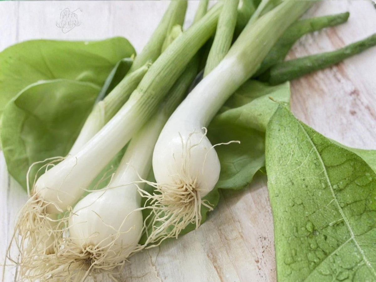 White Lisbon Bunching Onion Seeds – Heirloom Scallion Green, Non-Bulbing, Cool-Season Vegetable, 50 Seeds