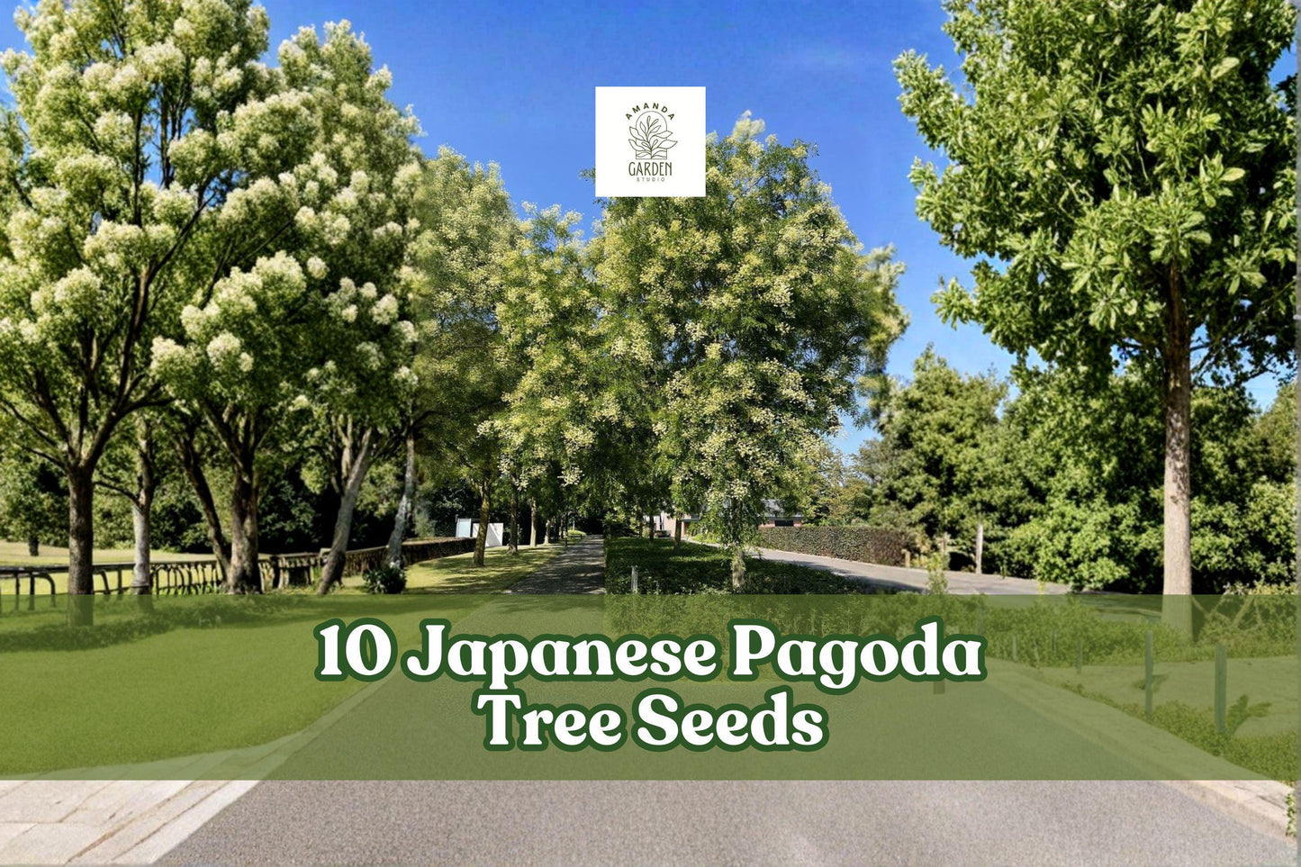 Japanese Pagoda Tree Seeds - Styphnolobium japonicum Ornamental Deciduous Tree for Garden and Landscape Planting