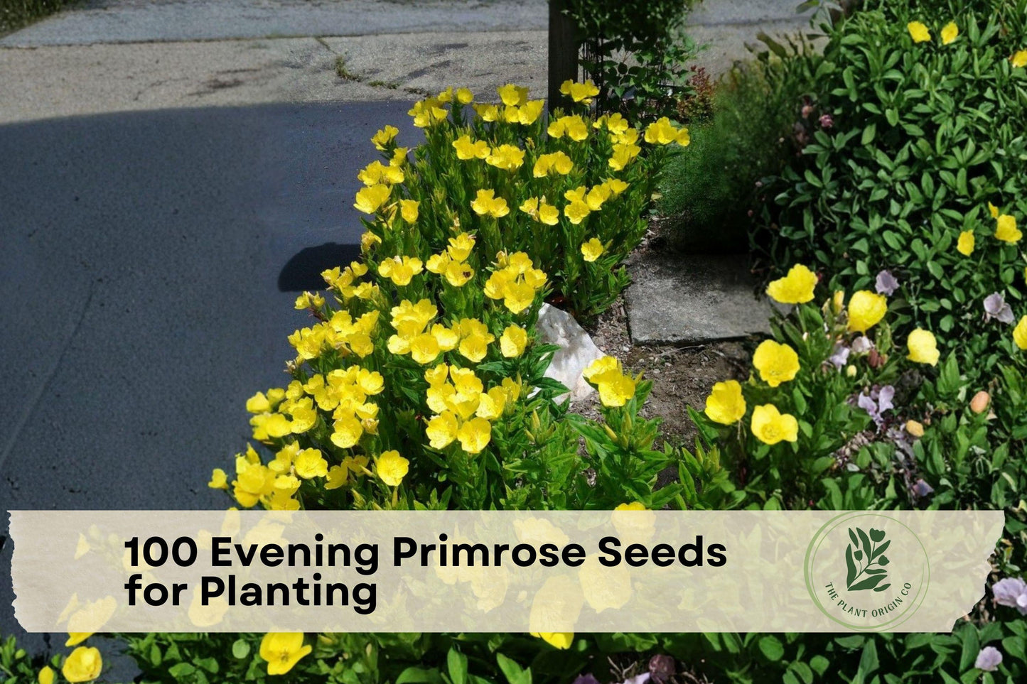 100 Evening Primrose Seeds for Planting - Wildflower, Oenothera biennis, Yellow Blooms, Pollinator & Cottage Garden Seeds