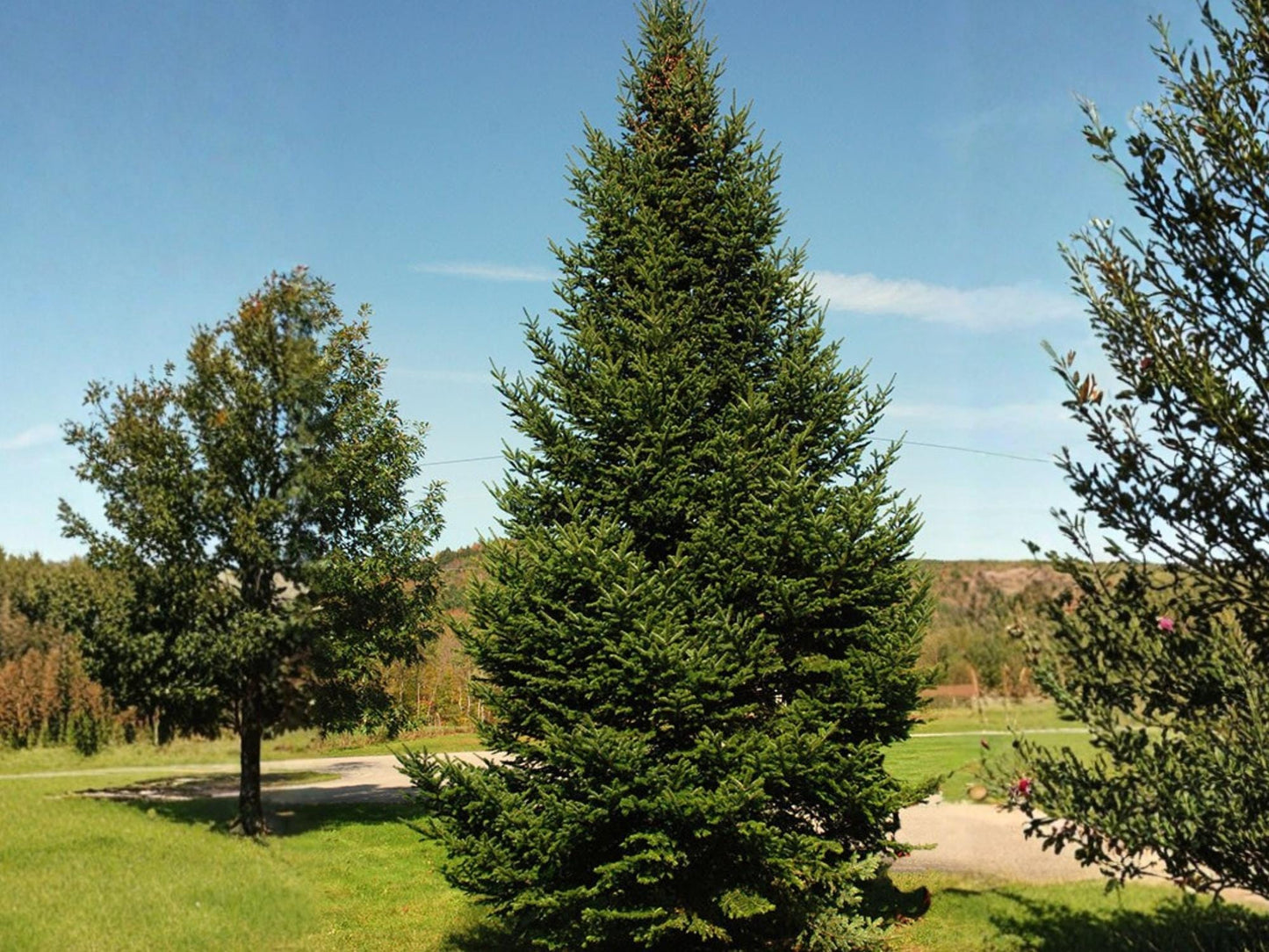 Balsam Fir Seeds | Abies balsamea | Native Evergreen Tree for Reforestation & Wildlife Habitat | Cold Hardy Seed Pack