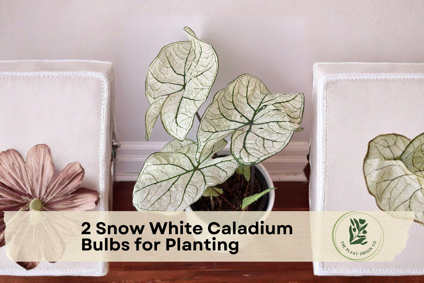 Snow White Caladium Bulbs – Fancy Leaf White Foliage, Shade Garden, Container Planting, Caladium spp.