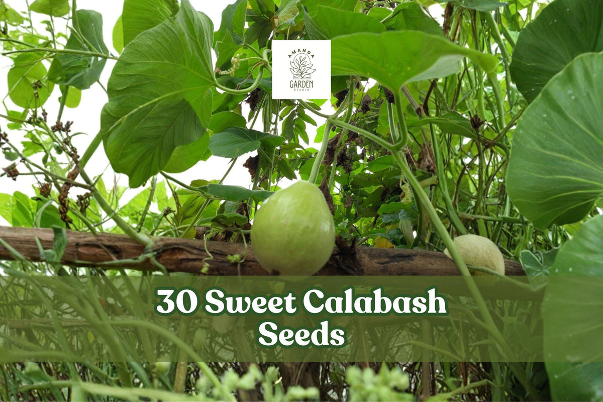 30 Sweet Calabash Seeds for Planting | Passiflora maliformis Tropical Climbing Vine for Garden, Trellises