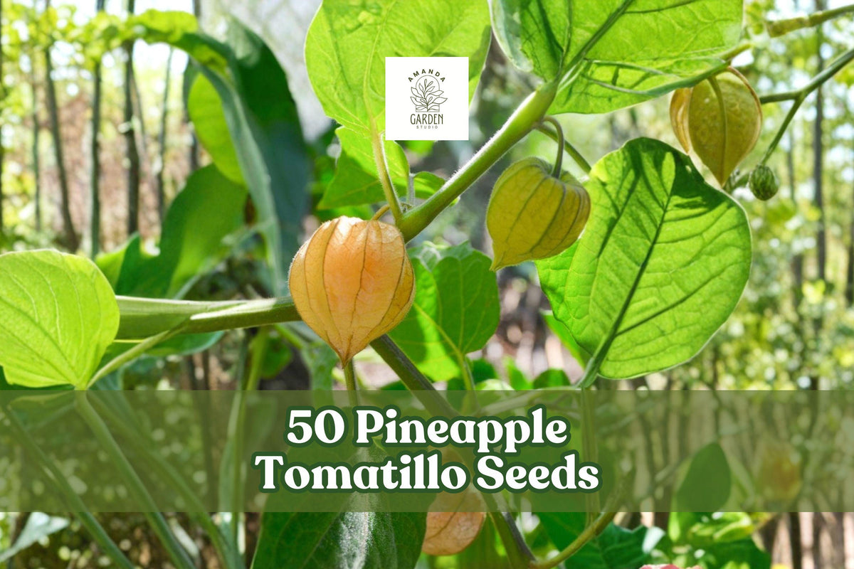 50 Pineapple Tomatillo Seeds Heirloom Physalis ixocarpa Vegetable Plant for Garden Planting