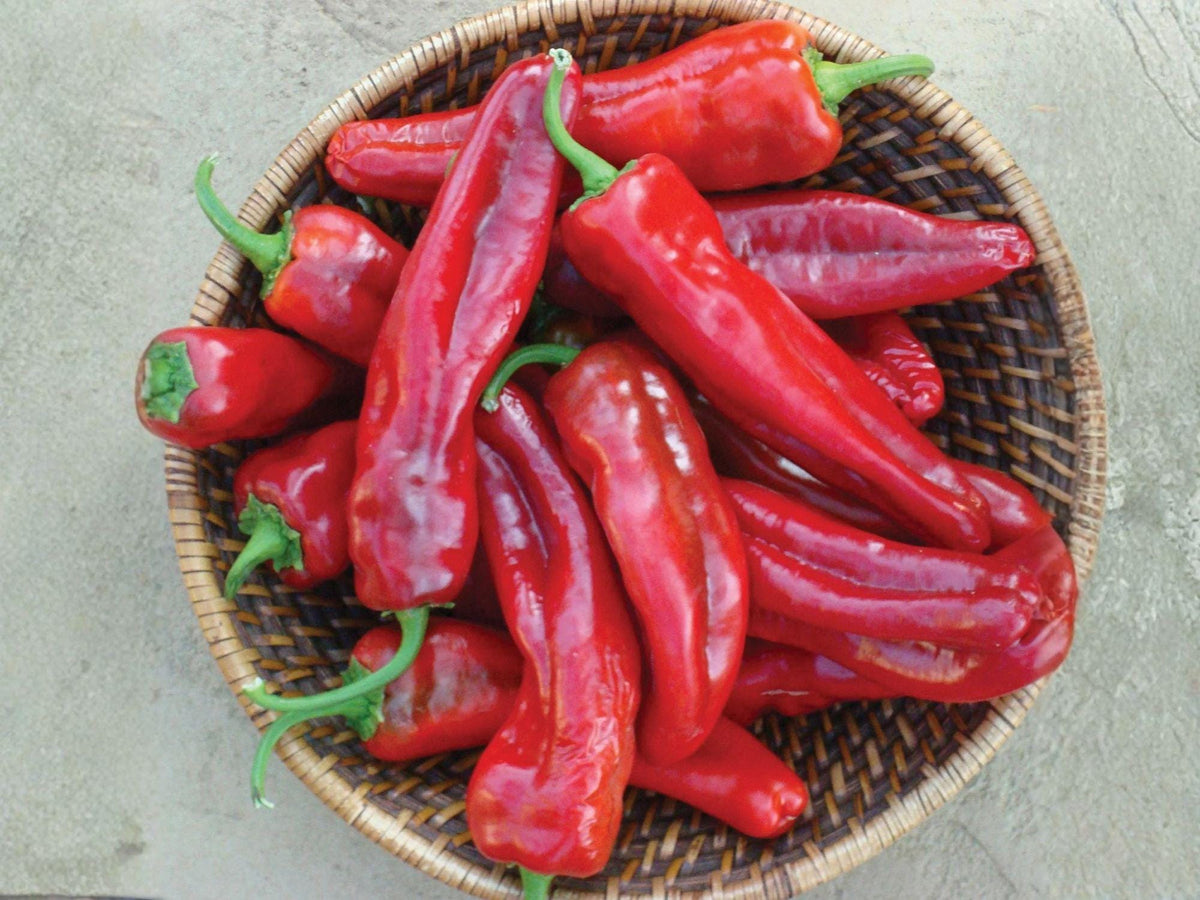 Giant Marconi Red Pepper Seeds – Heirloom Italian Sweet Vegetable Seeds for Roasting, Stuffing & Fresh Eating
