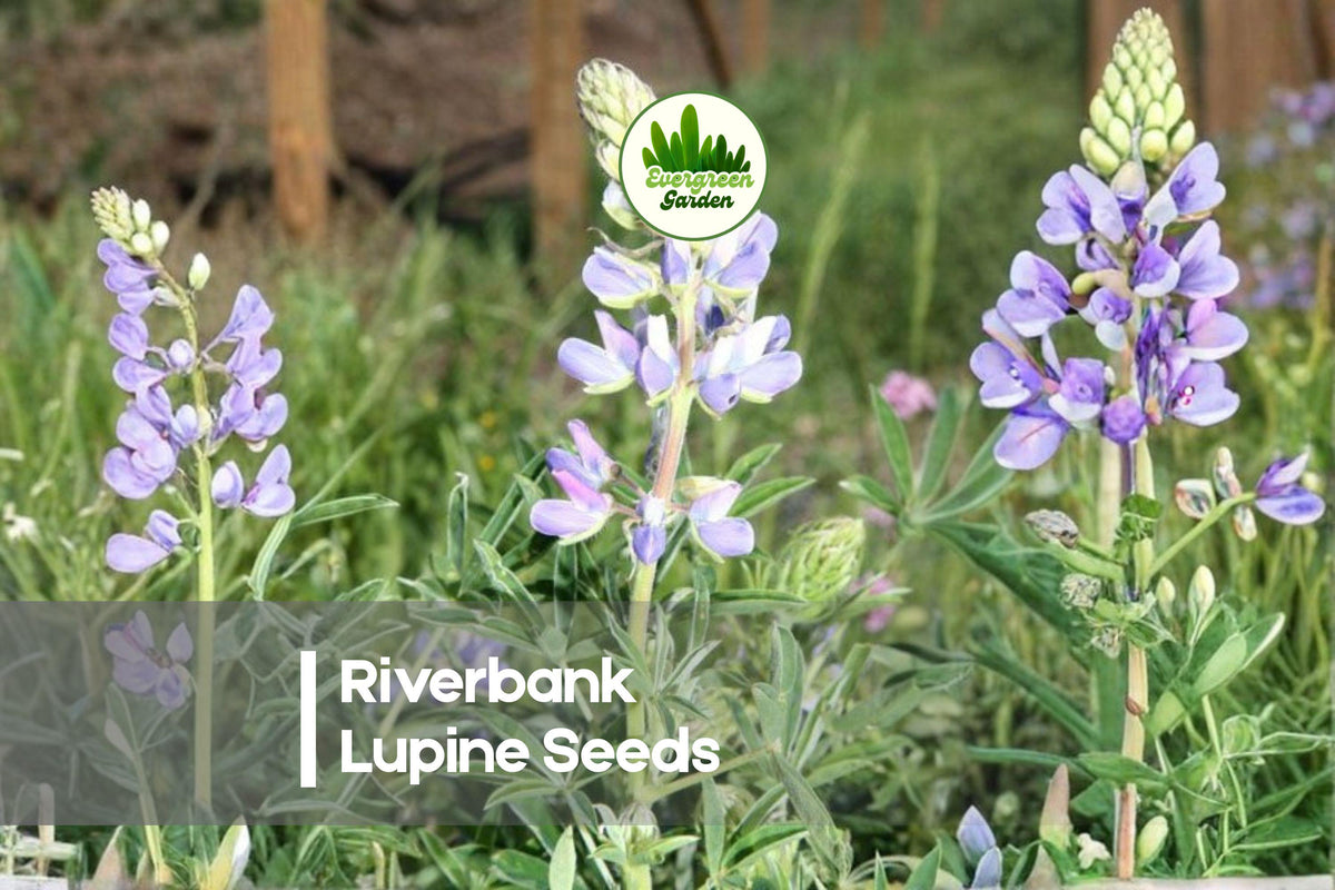 25+ Riverbank Lupine Seeds - Perennial Purple-Blue Flowering Plant, Lupinus rivularis, Attracts Pollinators, Drought-Tolerant, Cottage Garden