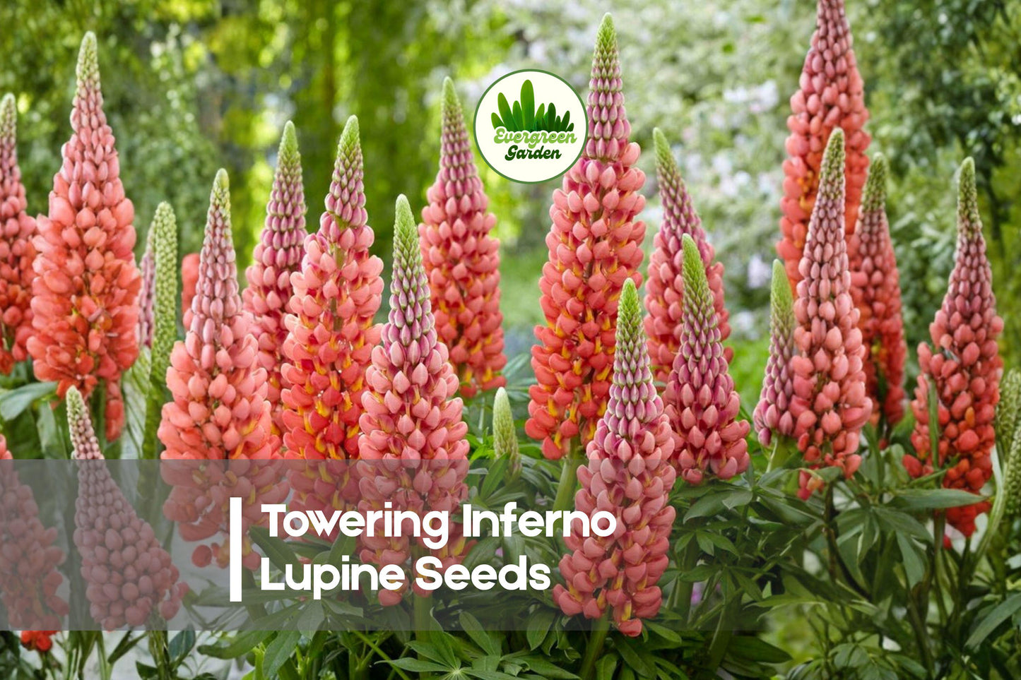 25+ Towering Inferno Lupine Seeds – Perennial Flowering Plant with Red-Orange Blooms, Lupinus polyphyllus