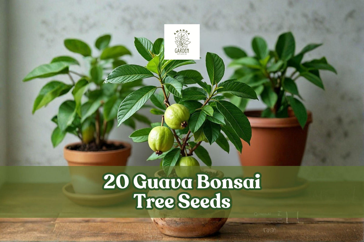 20 Guava Tree Seeds for Bonsai, Tropical Fruit Tree, Psidium guajava, Indoor & Container Growing