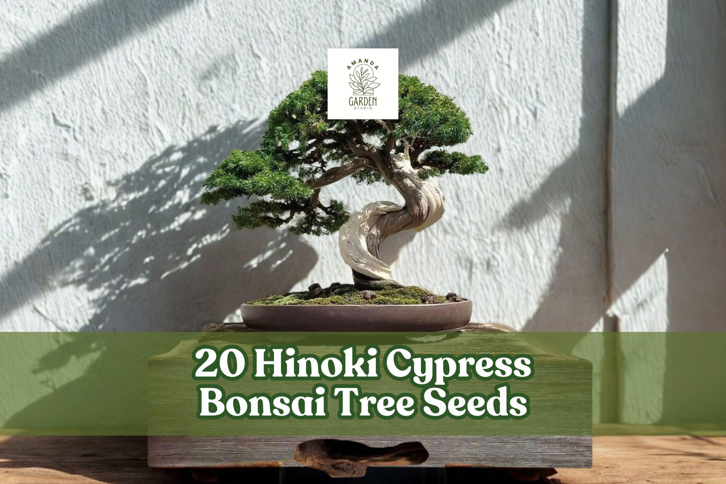 20 Hinoki Cypress Bonsai Tree Seeds | Evergreen Conifer for Planting & Bonsai Cultivation | Chamaecyparis obtusa