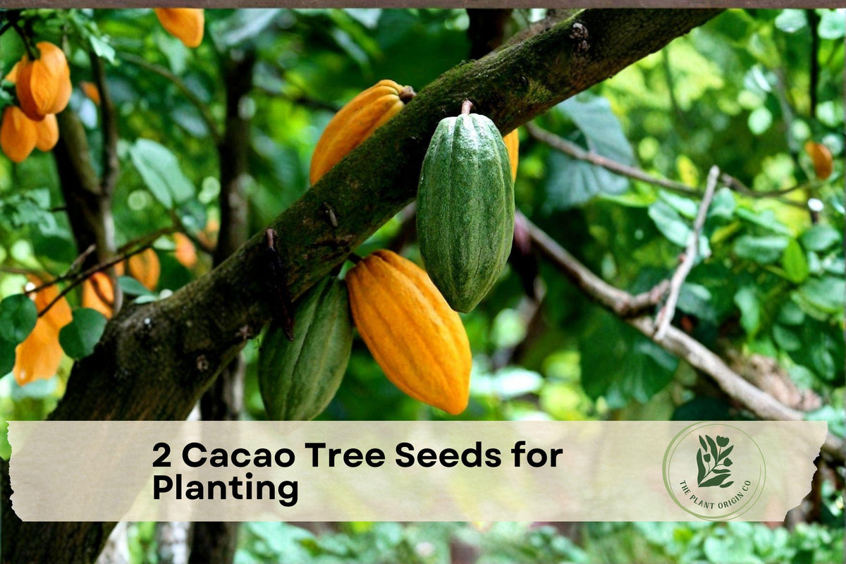 Cacao Tree Seeds for Planting – Theobroma cacao – Tropical Perennial Plant for Greenhouse or Indoor Growing