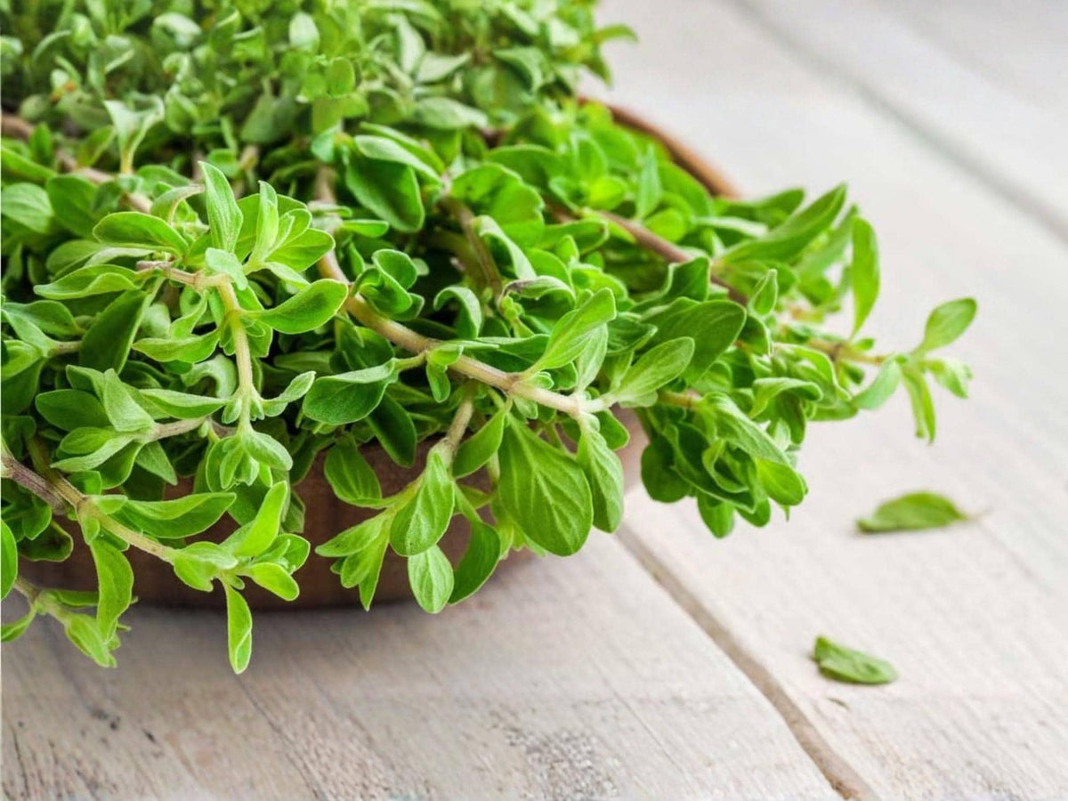 Sweet Marjoram Seeds - Culinary & Medicinal Herb, Origanum majorana, Easy to Grow, 500 Seeds for Herb Gardens & Containers